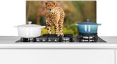 Spatscherm - Achterwand keuken - Cheetah - Gras - Dieren - Keuken decoratie - Keuken - Spatscherm keuken - 60x30 cm - Spatwand - Muurbeschermer