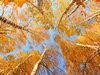 Fotobehang - Herfst bomen.