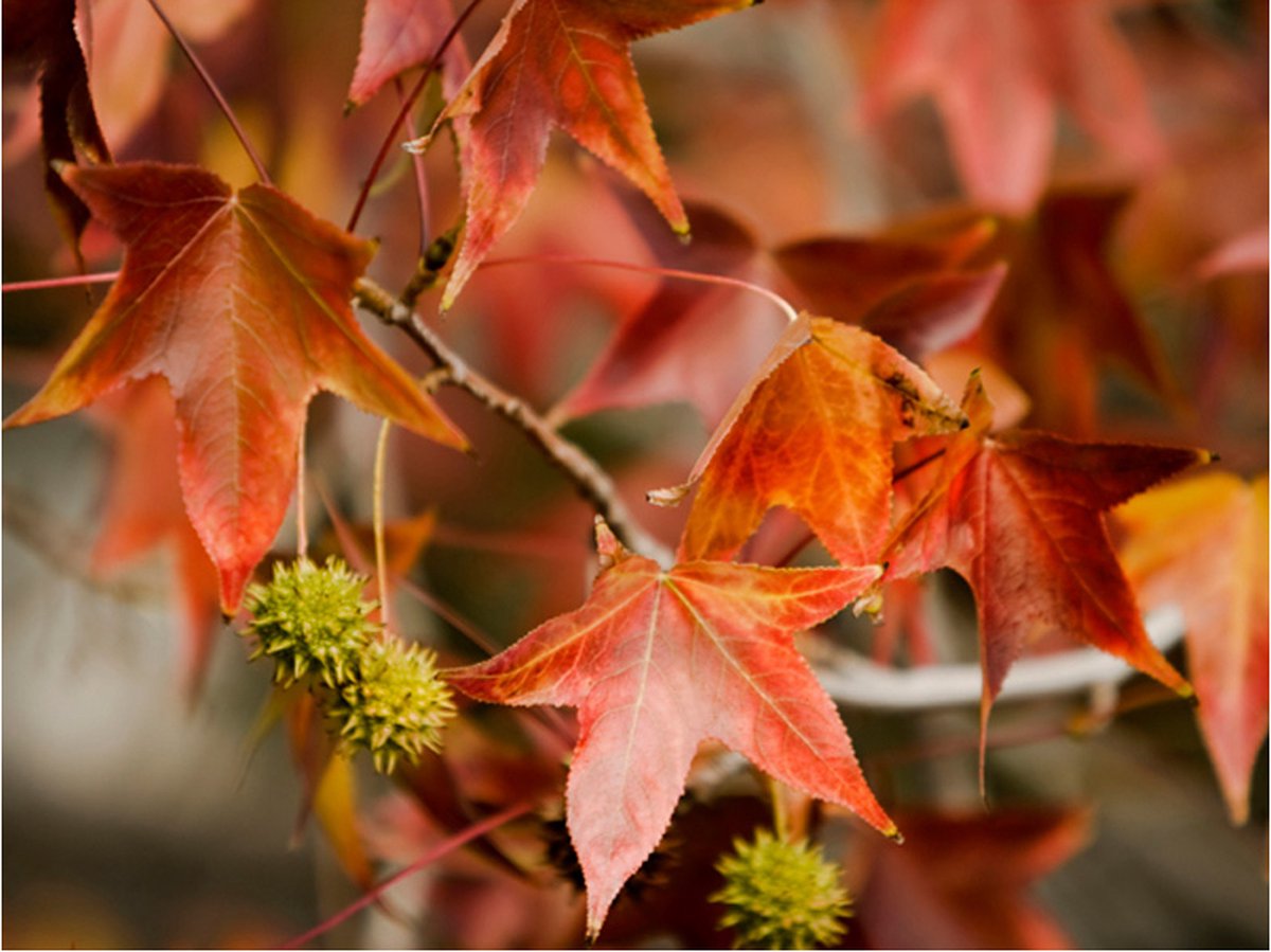 Fotobehang - Chestnut.