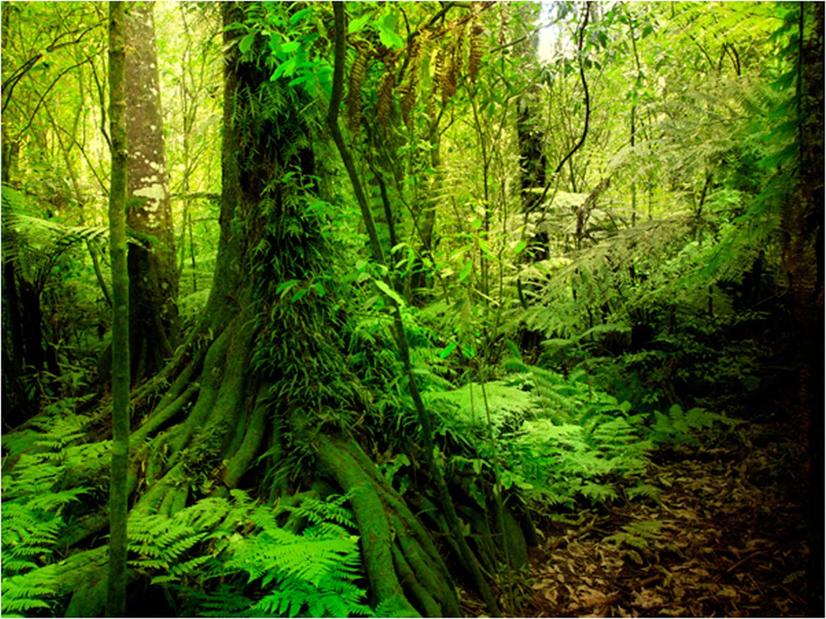 Fotobehang - Jungle.
