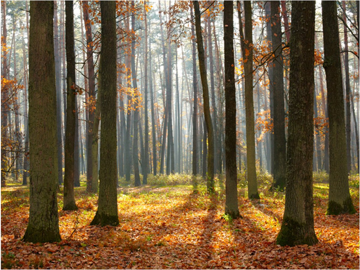 Fotobehang - Autumn trees.