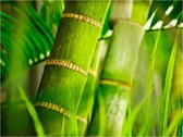Fotobehang - bamboe - detail.