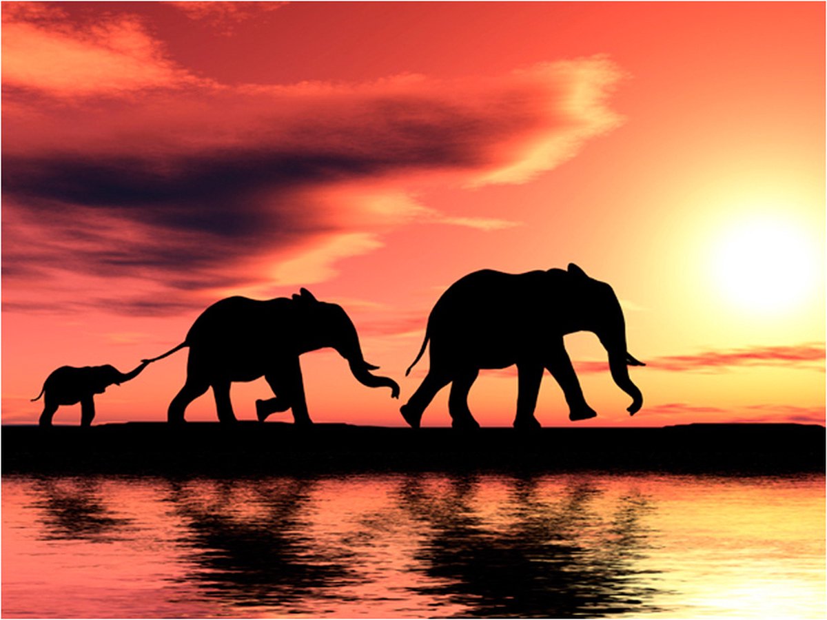 Fotobehang - elephants: family.