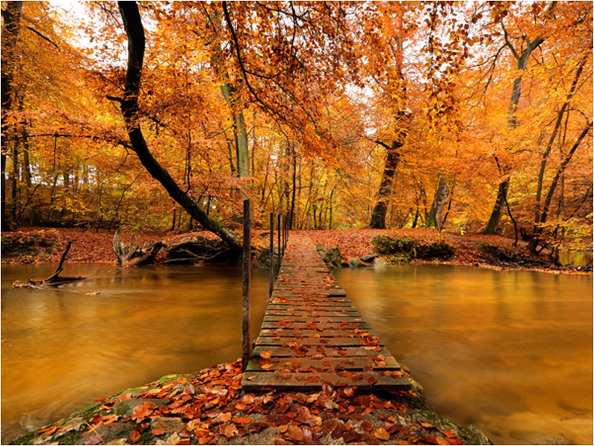 Fotobehang - Herfst brug.