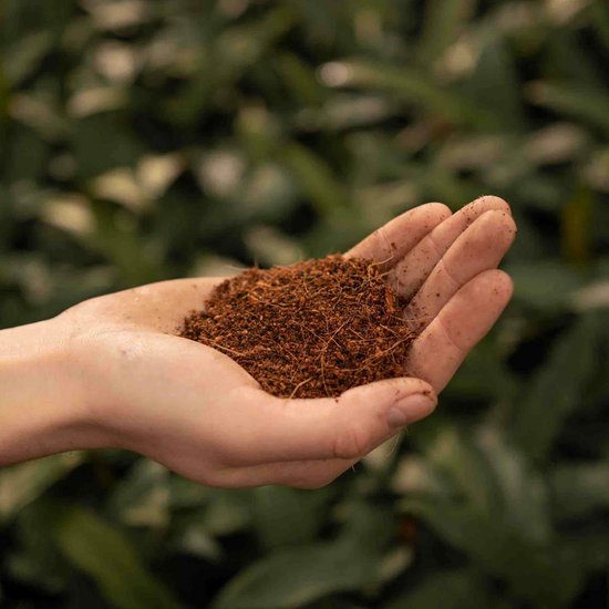 Hand vol bruine kokosvezel met fijne wortels, tegen een achtergrond van groene bladeren.