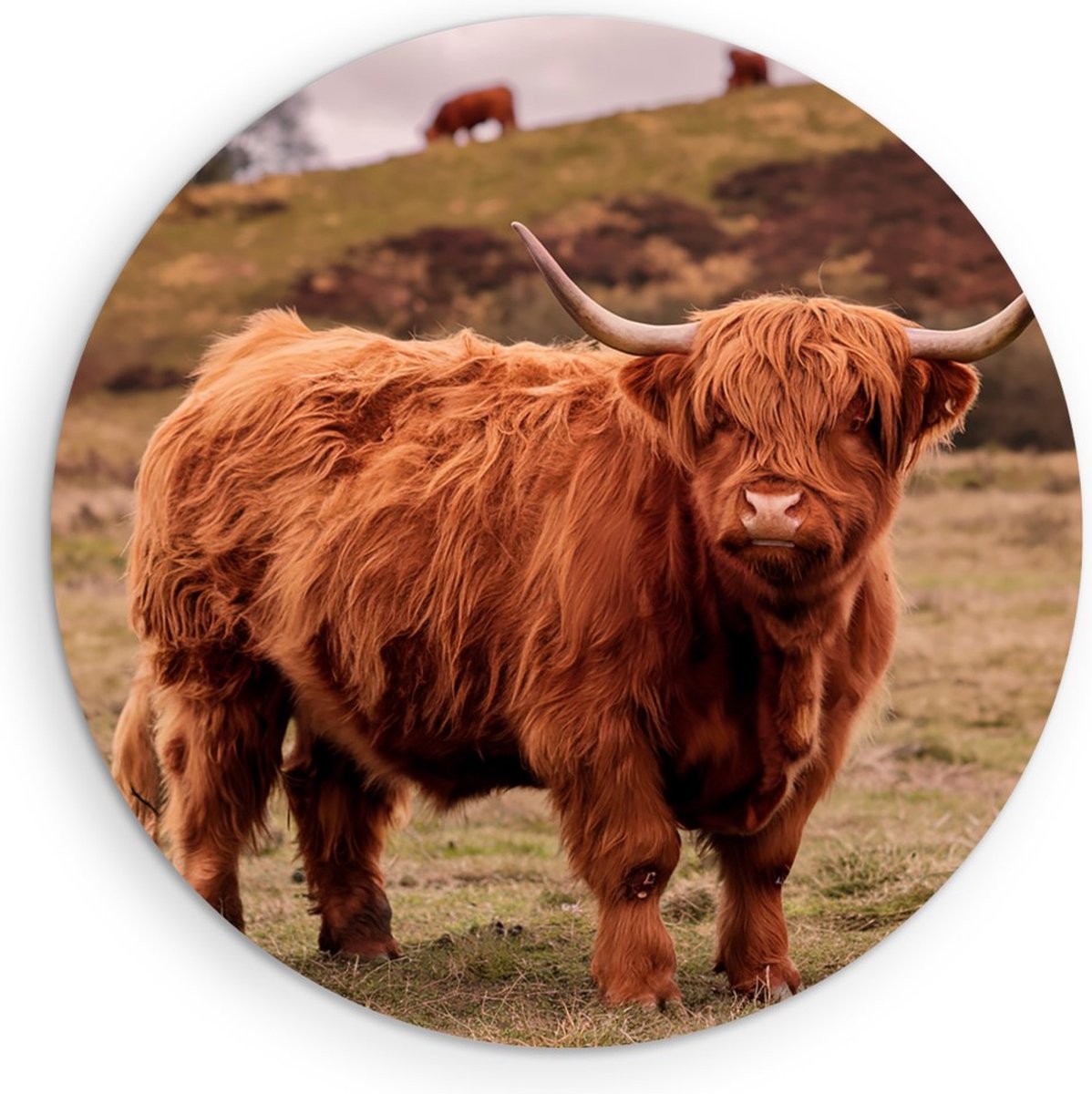 Saammp Forex Muurcirkel - Schotse Hooglander Koe bij een meer - Dieren - Natuur - Ø 30 - Wandcirkel - Wanddecoratie Cirkel - muurdecoratie Woonkamer - Slaapkamer decoratie - Rond Schilderij