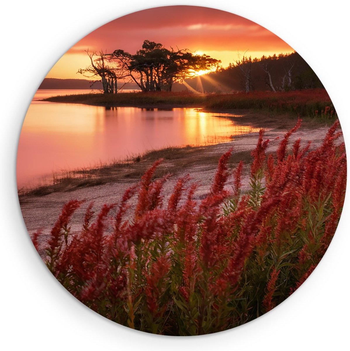 Saammp Forex Muurcirkel - Rode Planten - Landschap - Zon - Bloemen - Natuur - Ø 50 - Wandcirkel - Wanddecoratie Cirkel - Muurdecoratie Woonkamer - Slaapkamer decoratie - Rond Schilderij
