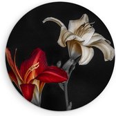 Saammp Forex Muurcirkel - Bloemen - Natuur - Ø 90 - Wandcirkel - Wanddecoratie Cirkel - Muurdecoratie Woonkamer - Kantoor Decoratie