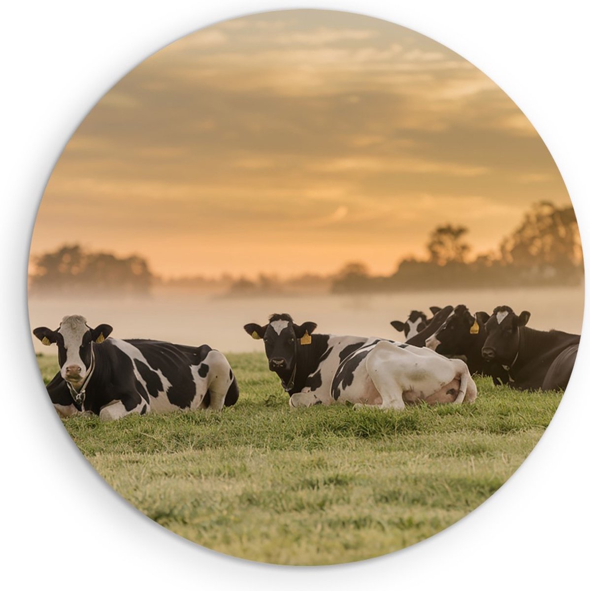 Saammp Forex Muurcirkel - Groep koeien in de mist - Nederland - Dieren - Ø 40 - Wandcirkel - Wanddecoratie Cirkel - Muurdecoratie Woonkamer - Slaapkamer decoratie - Rond Schilderij