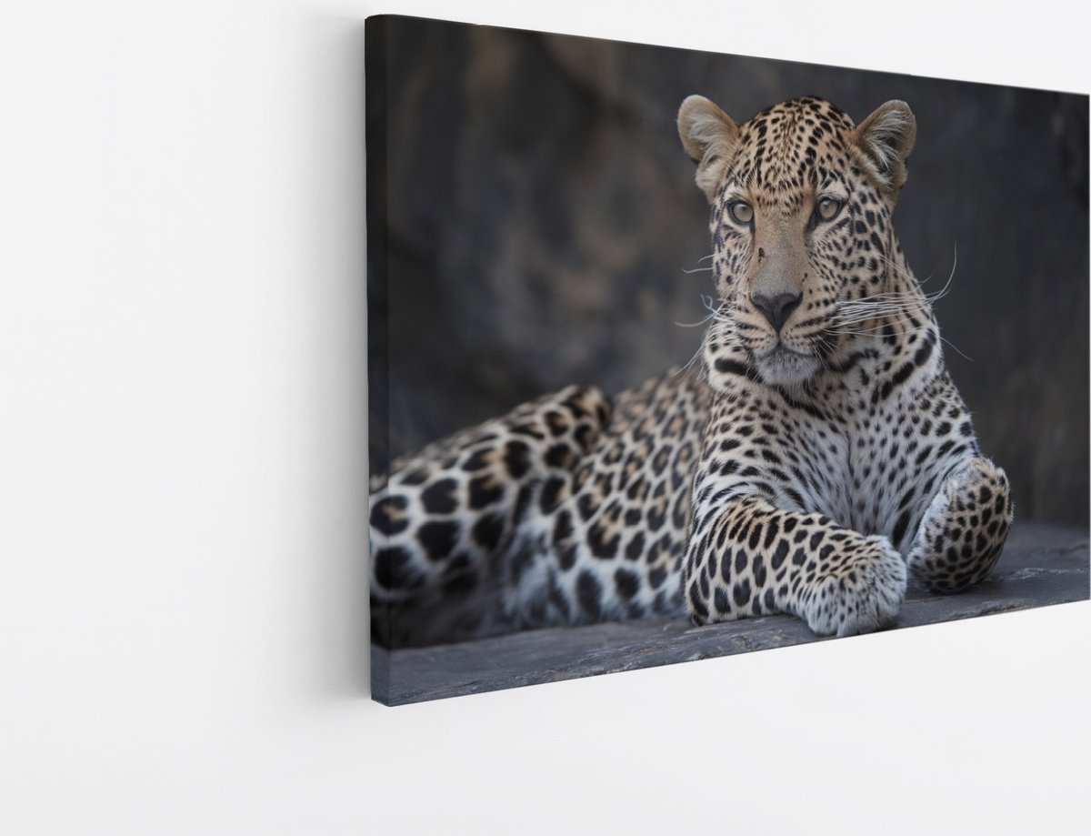 Saammp Canvas Schilderij - Panter op steen - Natuur - Dieren - 120x80 - Foto op canvas - Wanddecoratie - Muurdecoratie Woonkamer - Slaapkamer decoratie - Canvas Print Multicolor