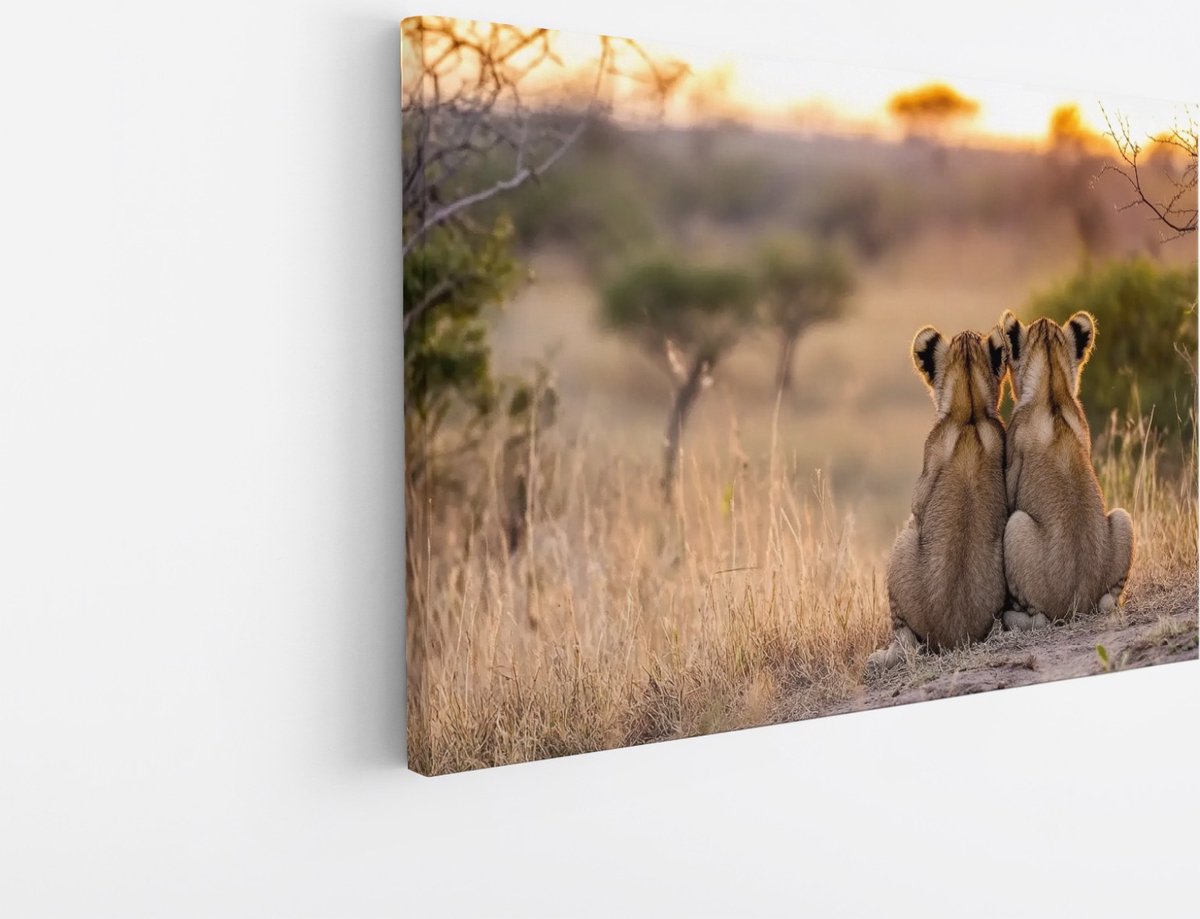 Saammp Canvas Schilderij - Leeuwenwelpen zitten tegen elkaar aan - Dieren - Natuur - 120x80 - Foto op canvas - Wanddecoratie - Muurdecoratie Woonkamer - Slaapkamer decoratie - Canvas Print Multicolor