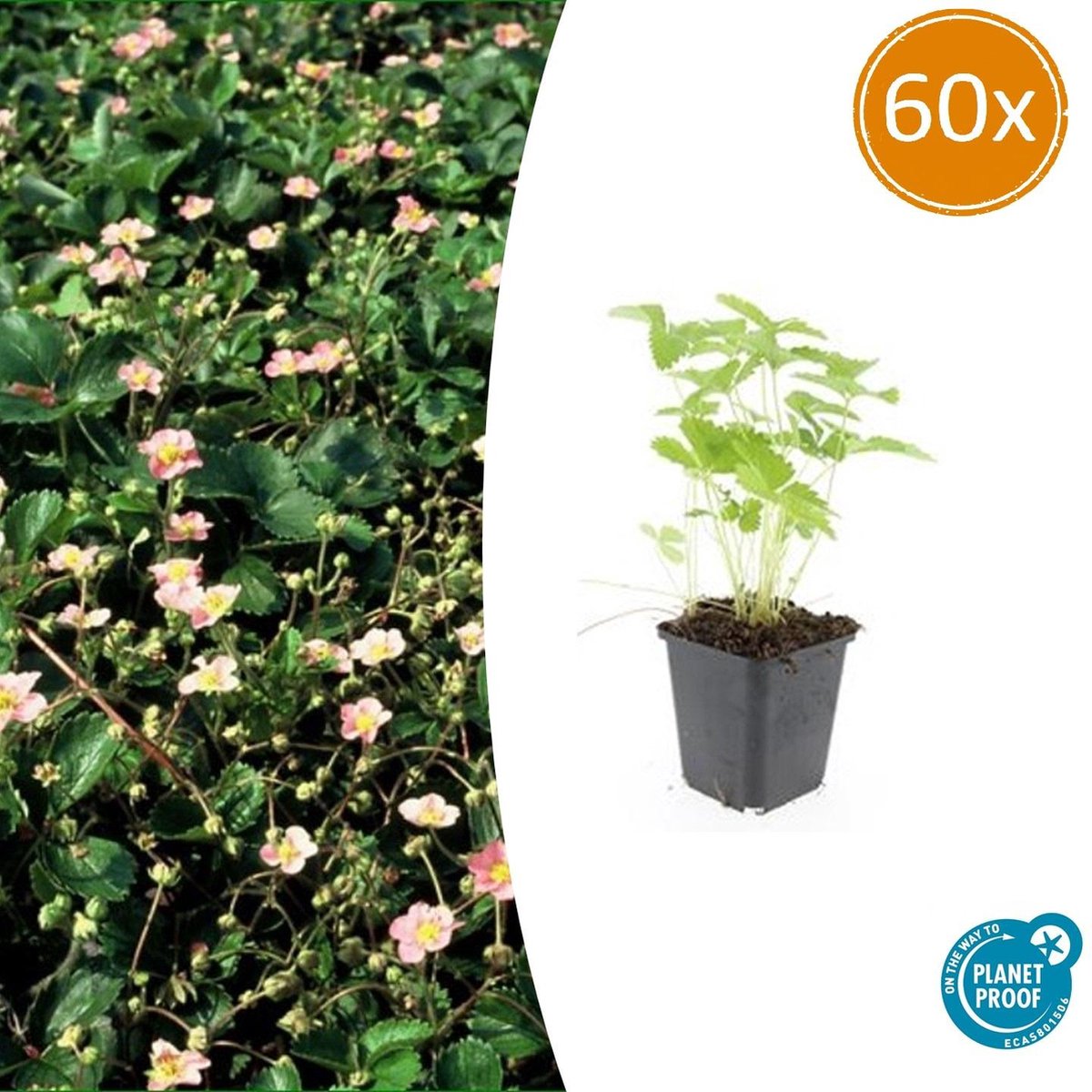 Tuinplantenshop.com | Fragaria vesca | 60 stuks - Ø9cm - 10-25cm hoog - Tuinplant