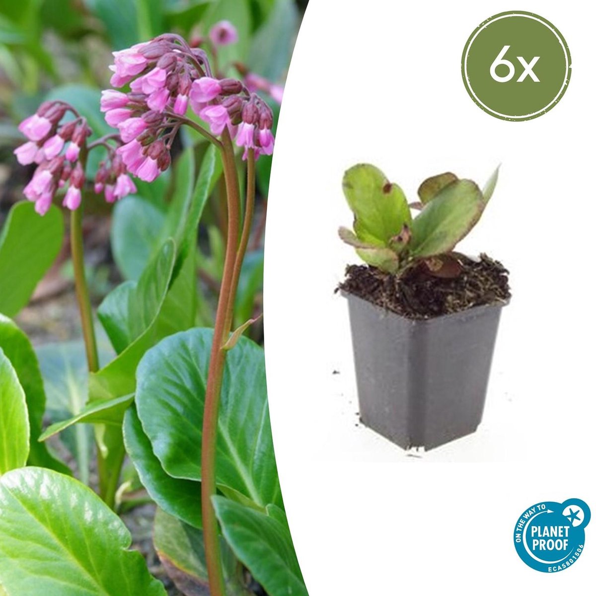Tuinplantenshop.com | Bergenia cordifolia 'Herbstblüte' | 6 stuks - Ø9cm - 10-25cm hoog - Tuinplant