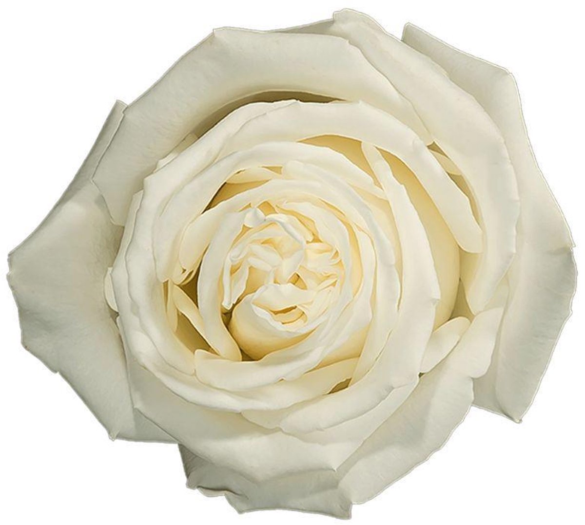 25x Rosa playa blanca 50cm