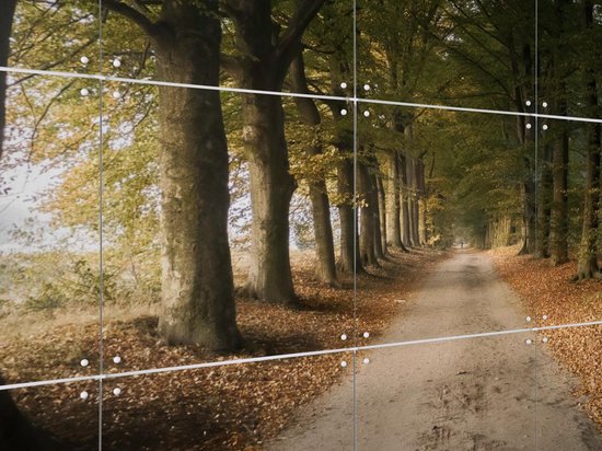 IXXI Autumn Forest Lane, Claire Droppert - 80 x 60 cm - Support d'accrochage gratuit - Grande décoration murale et posters - Réalisme, Photographie, Naturalisme