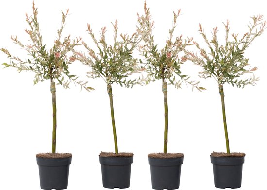 Plant in a Box - Salix integra Flamingo - Set de 4 - Plante de jardin - Saule panaché - Rustique - Pot 17cm - Hauteur 60-80cm