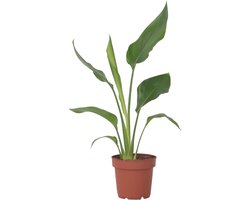 Plant in a Box - Strelitzia Reginea - Tropische kamerplant - Paradijsvogelbloem - Pot 9cm - Hoogte 25-40cm