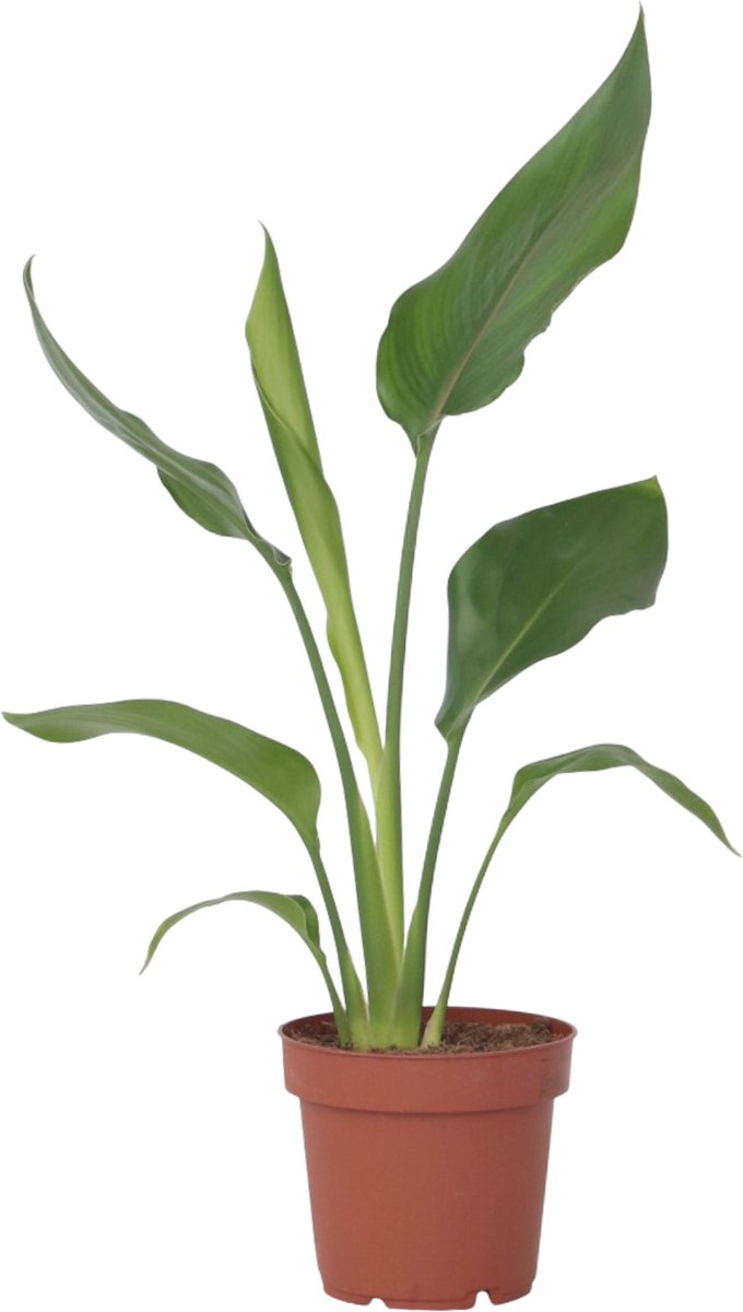 Plant in a Box - Strelitzia Reginea - Tropische kamerplant - Paradijsvogelbloem - Pot 9cm - Hoogte 25-40cm