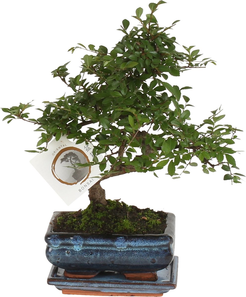Plant in a Box - Bonsai 'Zelkova' - S-vormig - Hoogte 20–30cm - Pot 15cm - Kamerplant - Japanse stijl bonsai