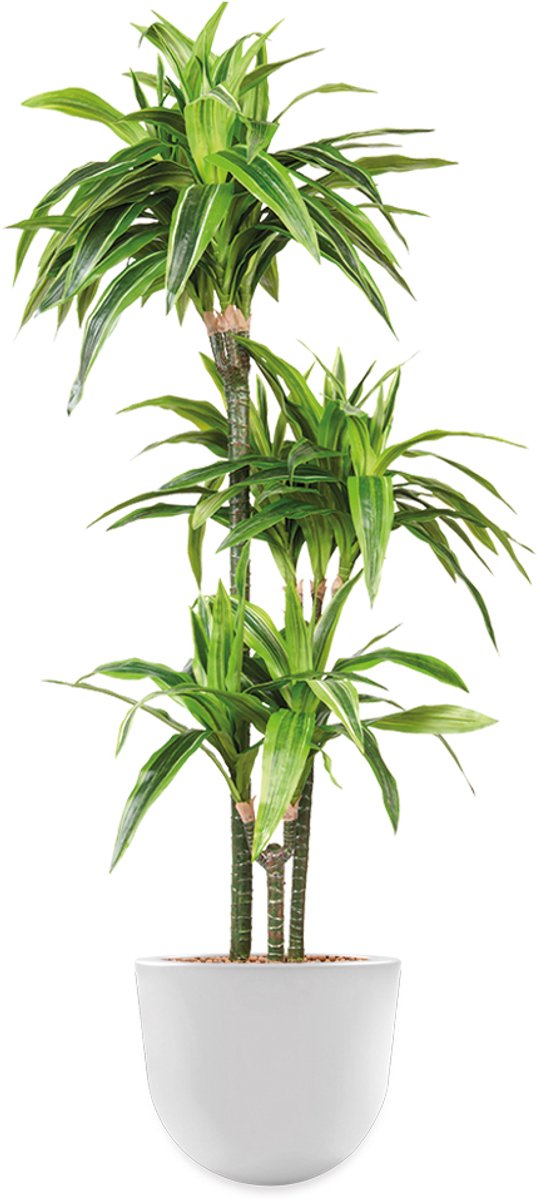 Kunstplant Dracaena Lemon Lime in Eggy H130 cm