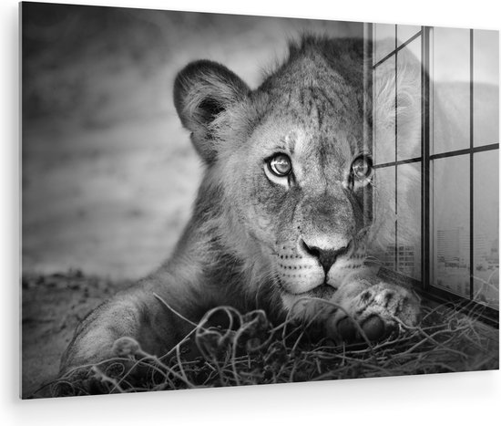 MuchoWow - Glasschilderij - Foto op glas - Wanddecoratie - Acrylglas - Wilde dieren - Leeuw - Natuur - Zwart - Wit - Woonkamer - 120x80 cm - Muurdecoratie dieren - Kamer decoratie - Schilderij glas