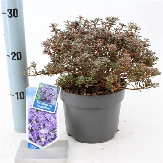 Plants Online - Tuinplanten - Heesters - Set van 1 - Rhododendron ...