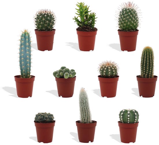 DutchLeafs Cactus Mix - 10 Stuks - Kwekerspot 5,5 cm - Hoogte 8-15 cm - Mini Plantjes - Cactussen - Kamerplanten