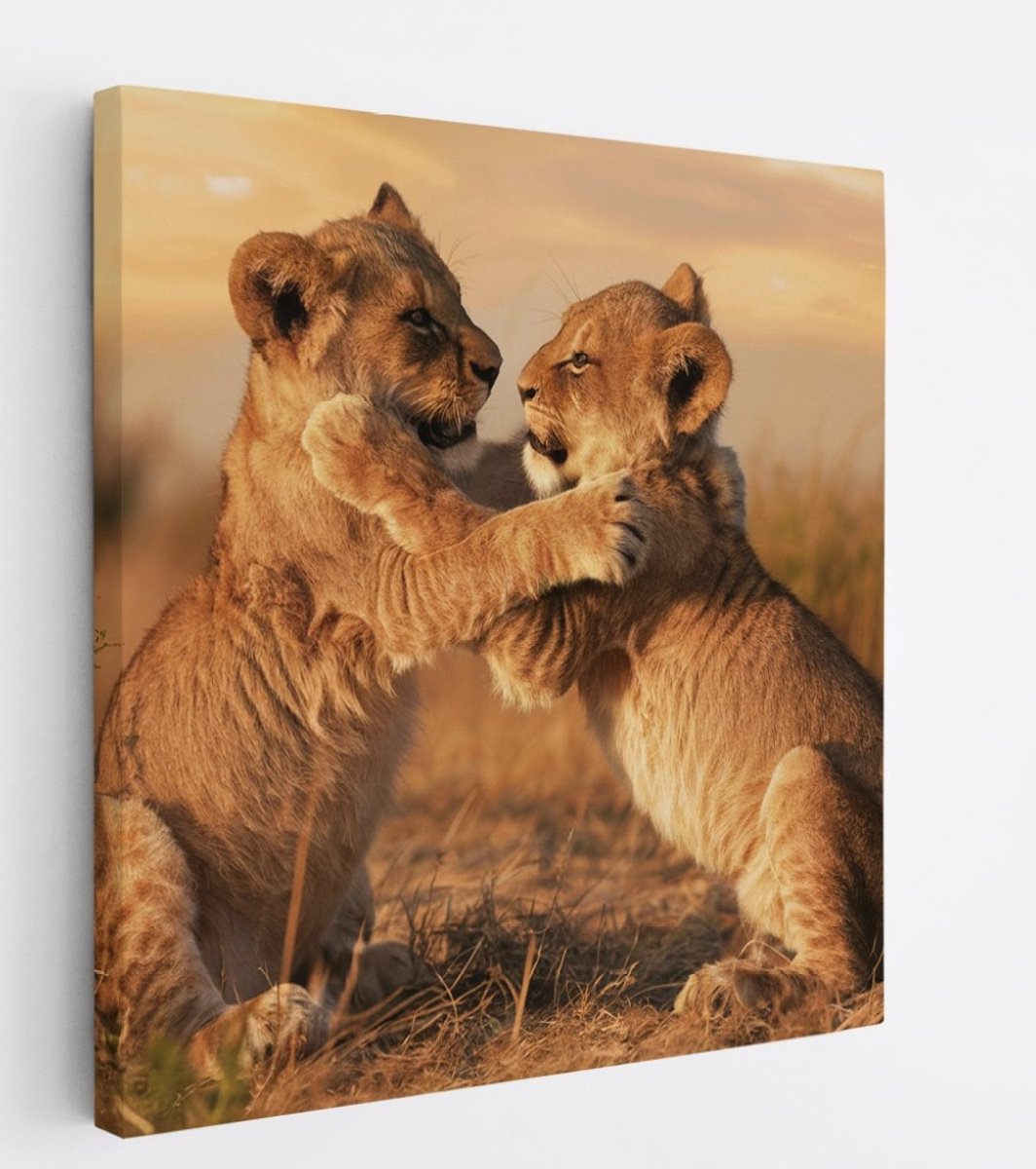 Saammp Canvas Schilderij - 2 Leeuwen welpen aan het spelen - Dieren - Natuur - 100x100 - Foto op canvas - Wanddecoratie - Muurdecoratie Woonkamer - Slaapkamer decoratie - Canvas Print Multicolor