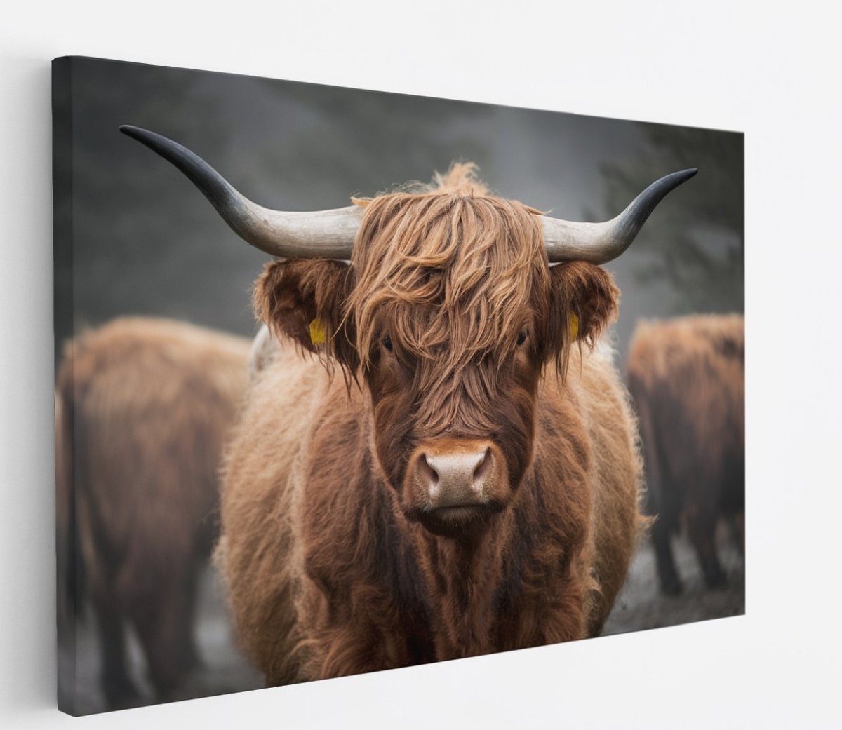 Saammp Canvas Schilderij - Schotse Hooglander Koe - Portret - Natuur - Dieren - 45x30 - Foto op canvas - Wanddecoratie - Muurdecoratie Woonkamer - Slaapkamer decoratie - Canvas Print Multicolor