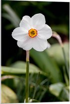 Acrylglas - Narcis bloem witte bladeren en rood gele binnenkant - 60x90 cm Foto op Acrylglas (Met Ophangsysteem)