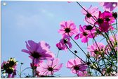 Tuinposter – Paarse Cosmea Bloemen met Heldere Lucht als Achtergrond - 75x50 cm Foto op Tuinposter (wanddecoratie voor buiten en binnen)