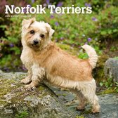 Norfolk Terrier Kalender 2024