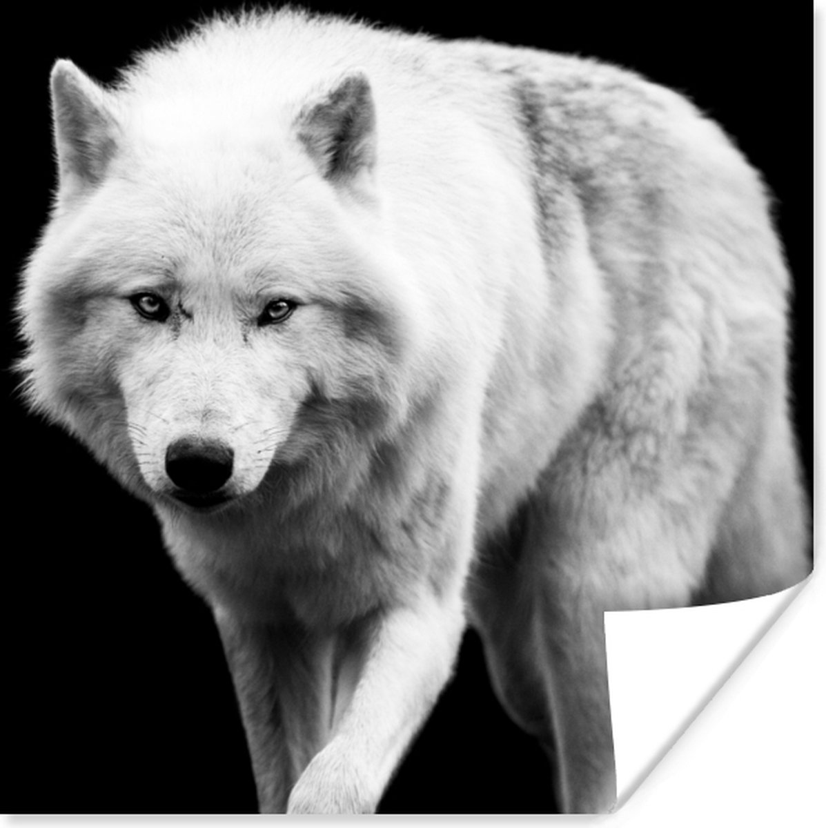 Poster Wolf - Dier - Zwart - Wit - 50x50 cm