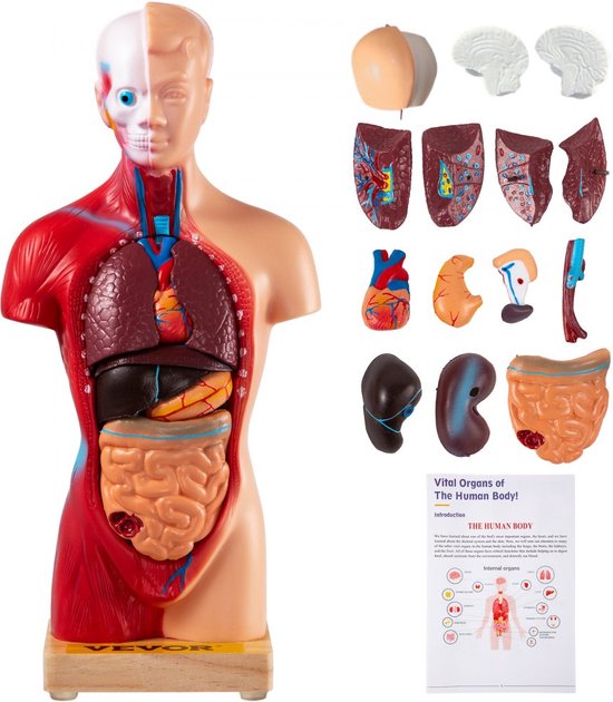 Dakta® Modèle Anatomie du torse 8 x 14 x 28 cm Modèle de torse humain  Modèle Anatomie... | bol
