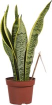 Gele Belgische vensterbank plant (Sansevieria Laurentii) - plant is 40 cm hoog