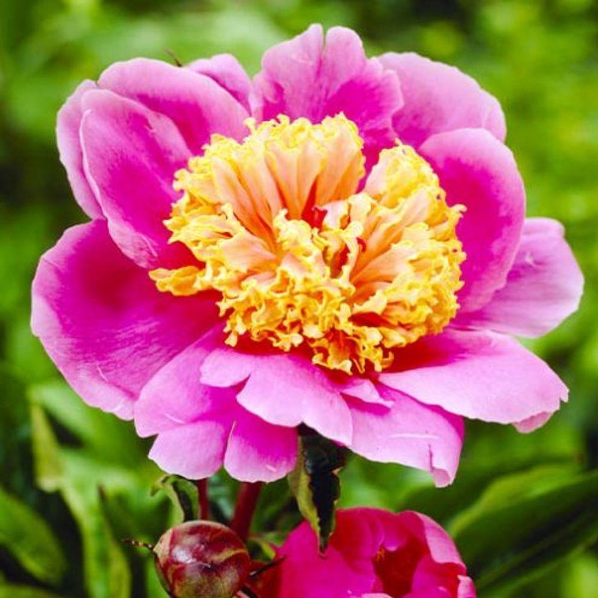 Pioenroos Wortel - Pink Nippon - Tuinplant Winterhard - 1 stuk - Roze - Buitenplanten