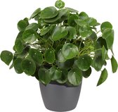 Pannenkoekenplant XL in ELHO sierpot (antraciet)