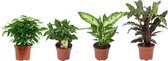 Ficus, Koffieplant, Dieffenbachia compacta, Calathea