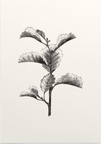 Els zwart-wit (Leaved Alder) - Foto op Posterpapier - 50 x 70 cm (B2)