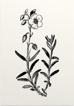 Zonneroosje zwart-wit (Rock Rose) - Foto op Posterpapier - 29.7 x 42 cm (A3)
