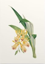 Orchidee Aquarel 2 (Orchid) - Foto op Posterpapier - 50 x 70 cm (B2)