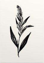 Peperkers zwart-wit (Broad-Leaved Pepperwort) - Foto op Posterpapier - 42 x 59.4 cm (A2)