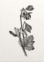 Akelei zwart-wit (Columbine) - Foto op Posterpapier - 50 x 70 cm (B2)