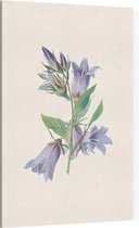Ruig Klokje (Nettle Leaved Bellflower) - Foto op Canvas - 30 x 45 cm