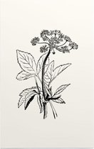Zevenblad zwart-wit (Gout Weed) - Foto op Forex - 80 x 120 cm