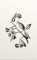 Kardinaalsmuts zwart-wit (Spindle Tree) - Foto op Forex - 30 x 45 cm