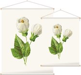 Abutilon (Abutilon) - Foto op Textielposter - 45 x 60 cm