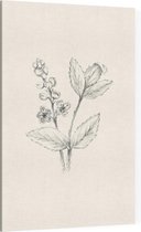 Actaea zwart-wit Schets (Baneberry) - Foto op Canvas - 100 x 150 cm