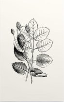 Grote Pimpernel zwart-wit (Great Burnet) - Foto op Forex - 60 x 90 cm
