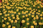 Fotobehang van een veld met gele tulpen 350 x 260 cm